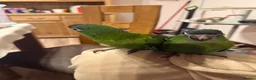 Macaws birds for sale: Hand reared silly tame hahns macaw  - Advert 4