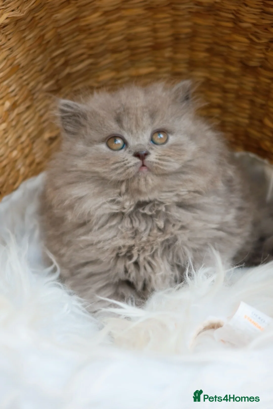 British Longhair cats for sale: Stunning Blue British Longhair Girl Kitten - Reg - Advert 3