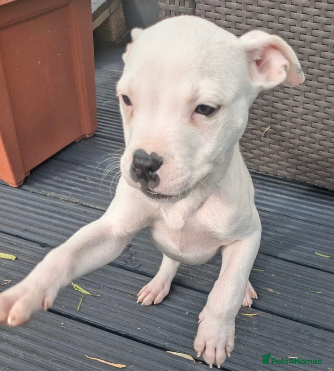 Mixed Breed dogs for adoption: CHASE IS A GORGEOUS AMBULL X PUPPY - Image 3