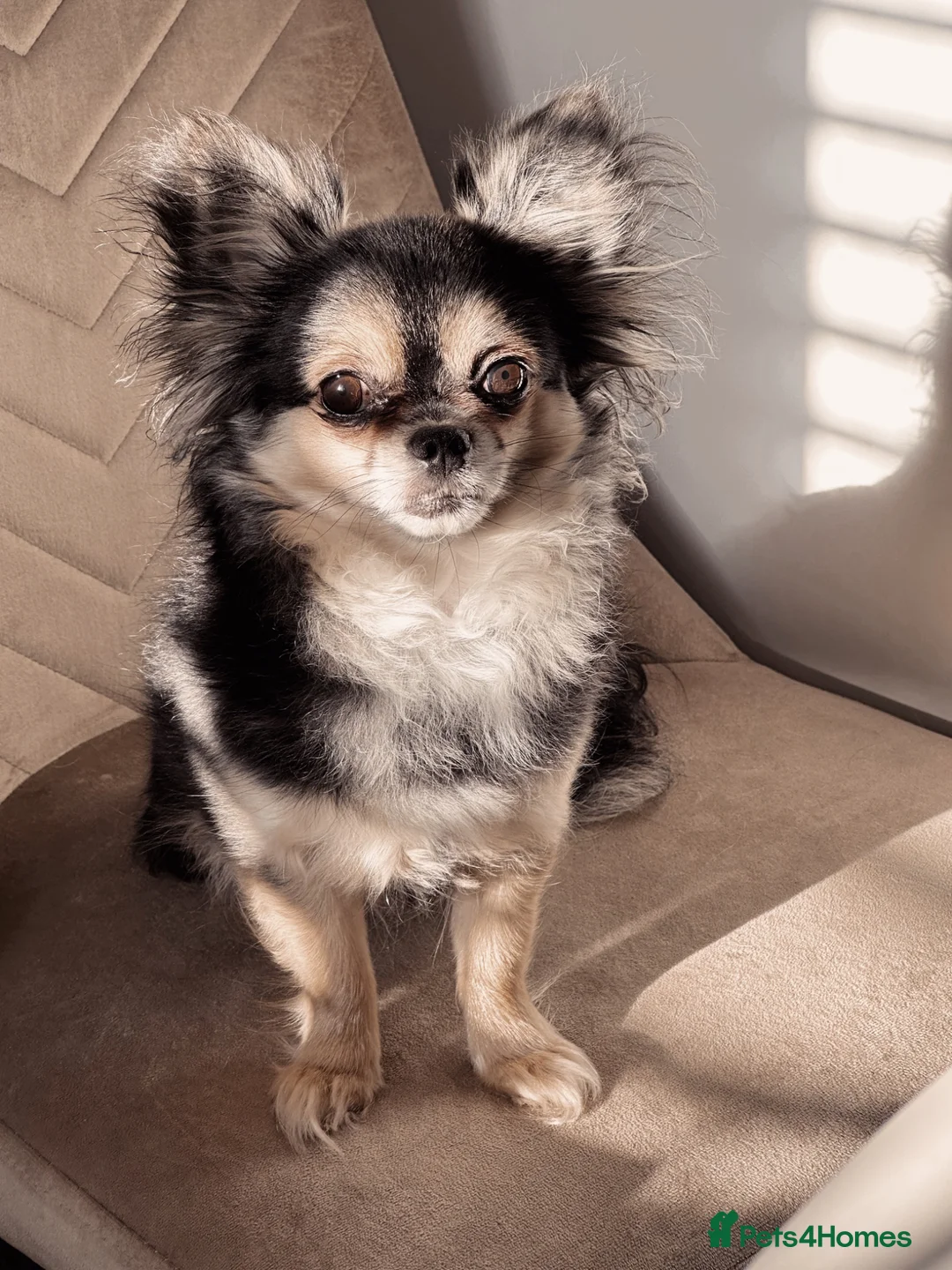 Chihuahua dogs for sale: 🐾 Beautiful Chihuahua Boys Available - Advert 12