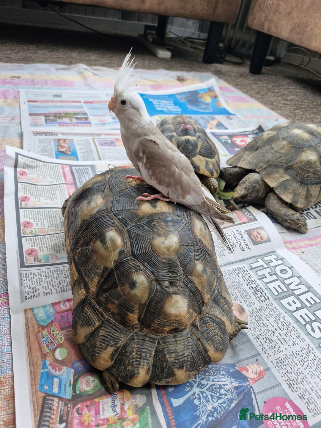 Cockatiels birds for sale: Semi tame baby cockatiels  - Image 7