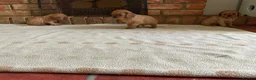 Cavalier King Charles Spaniel dogs for sale: Ruby Cavalier King Charles Spaniel Puppy’s  - Advert 5