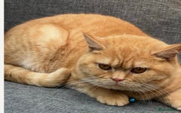 British Shorthair cats for sale: Adorable British shorthair kittens TICA - Image 16