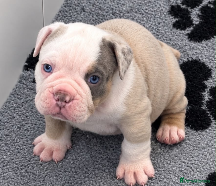 Olde English Bulldogge dogs 🍁🩵 stunning olde English pups 🩷🍁 - Advert 2