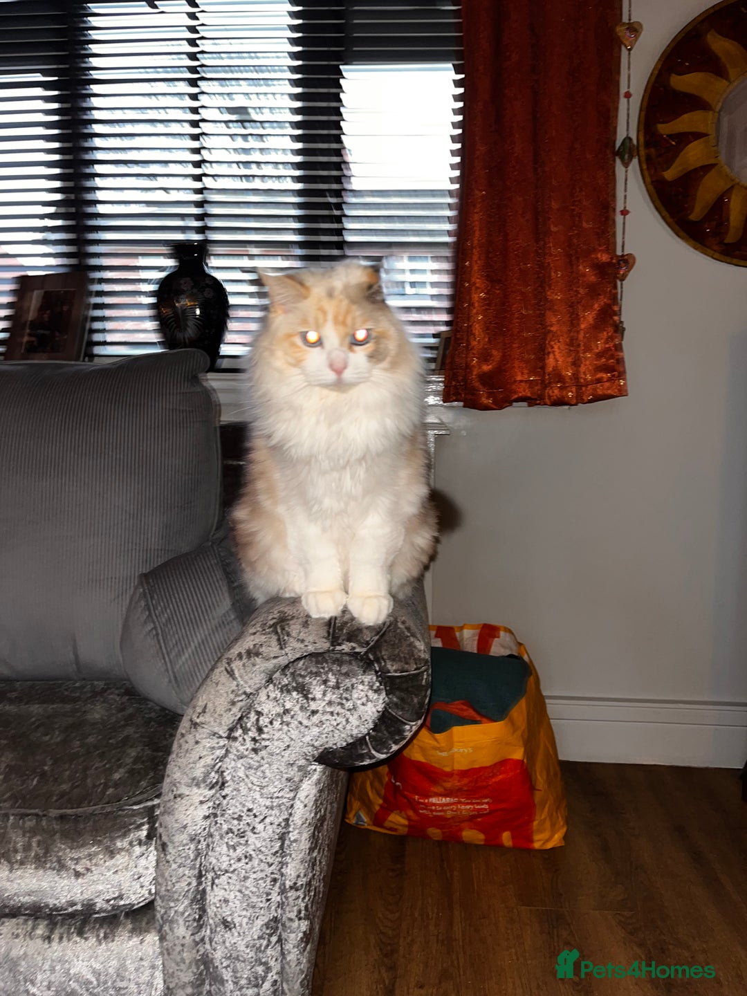 Ragdoll cats for sale: Lucy female ragdoll - Advert 2