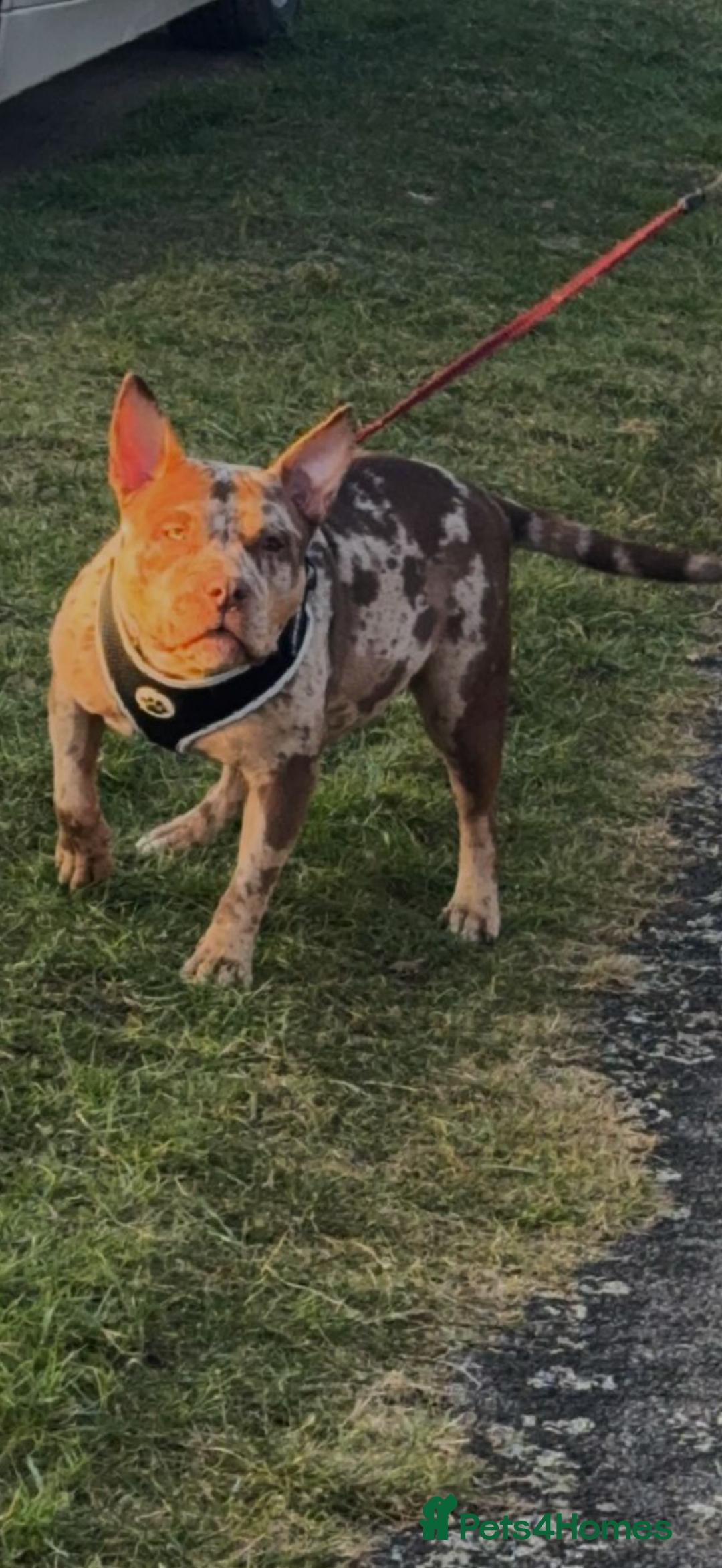 American Bully dogs for sale: Pocket bully looking for a new home 🐾  - Image 2
