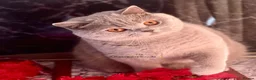 British Shorthair cats for sale: 💕Beautiful BSH lilac girl💕 - Advert 3