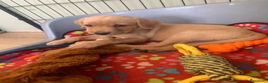 Labrador Retriever 4