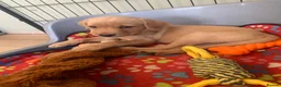 Labrador Retriever dogs for sale: Adorable KC Labrador puppies 🐾 - Advert 26