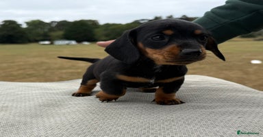 Miniature Dachshund dogs - Advert 1