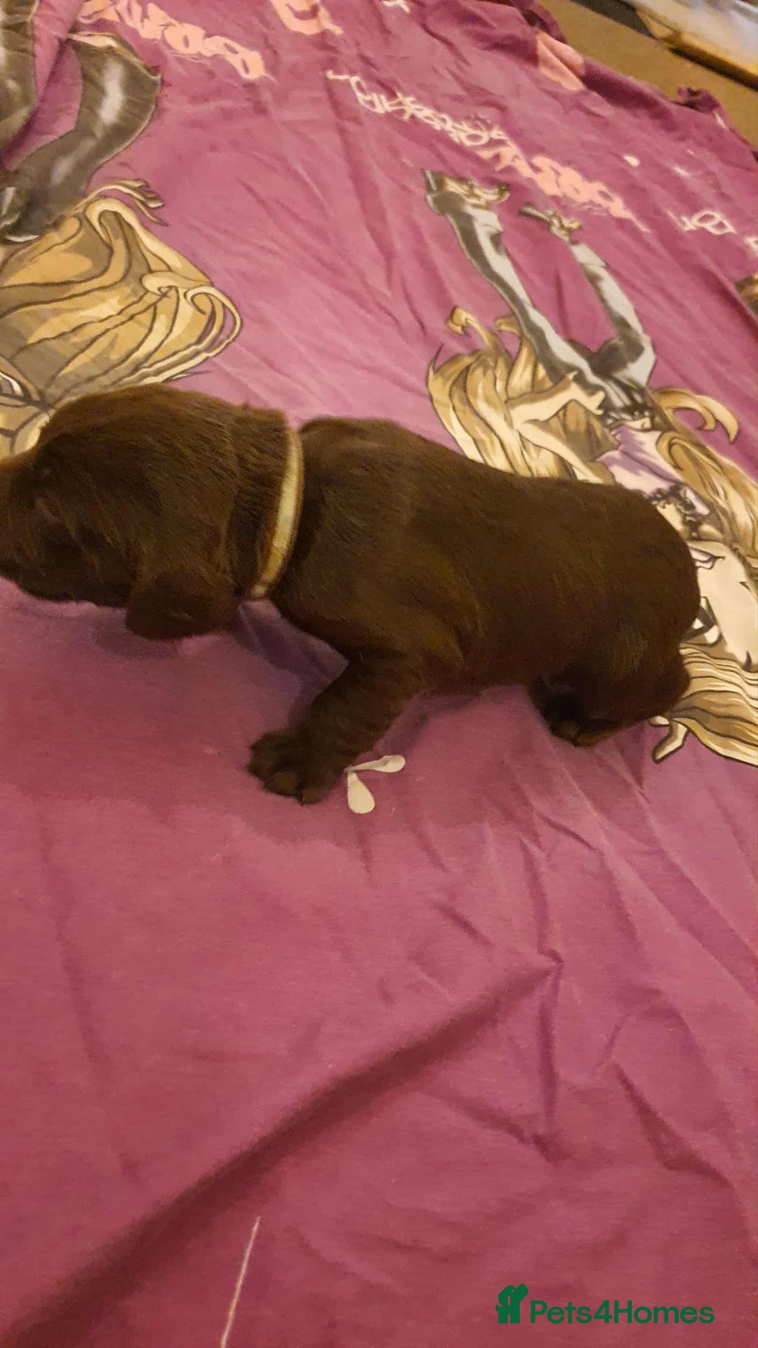 Mixed Breed dogs for sale: Cockerdor x english springer spaniel  - Image 7