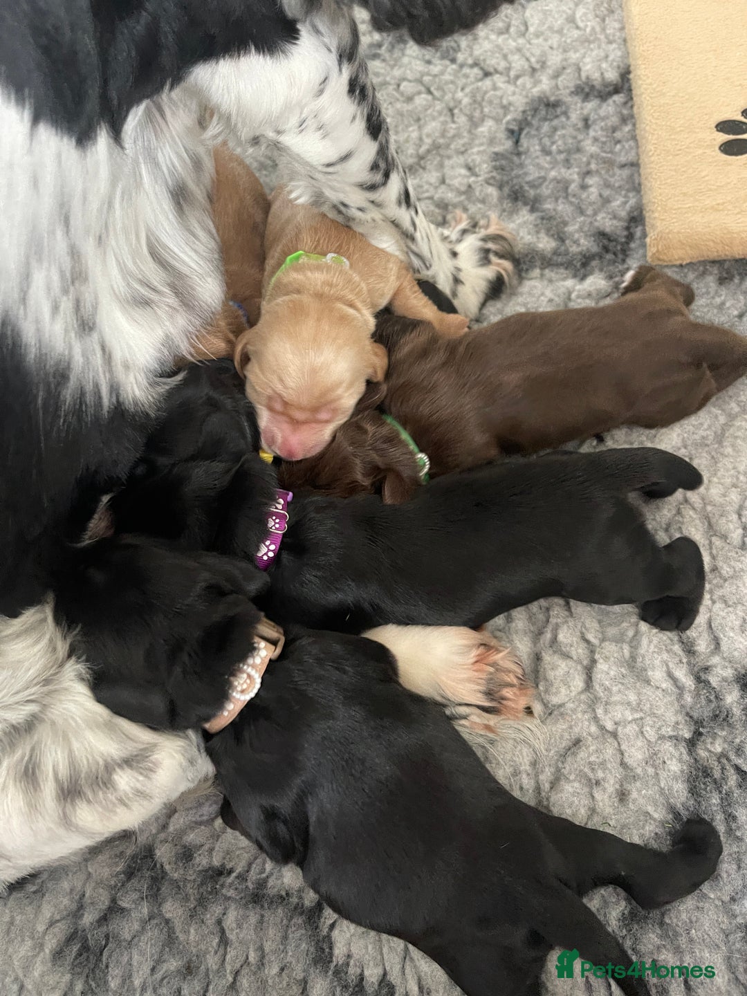 Cocker Spaniel dogs for sale: KC Registered Show Cocker Spaniels - Image 7