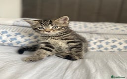 Bengal cats for sale: Bengal x Persian male kitten for sale! - Image 13