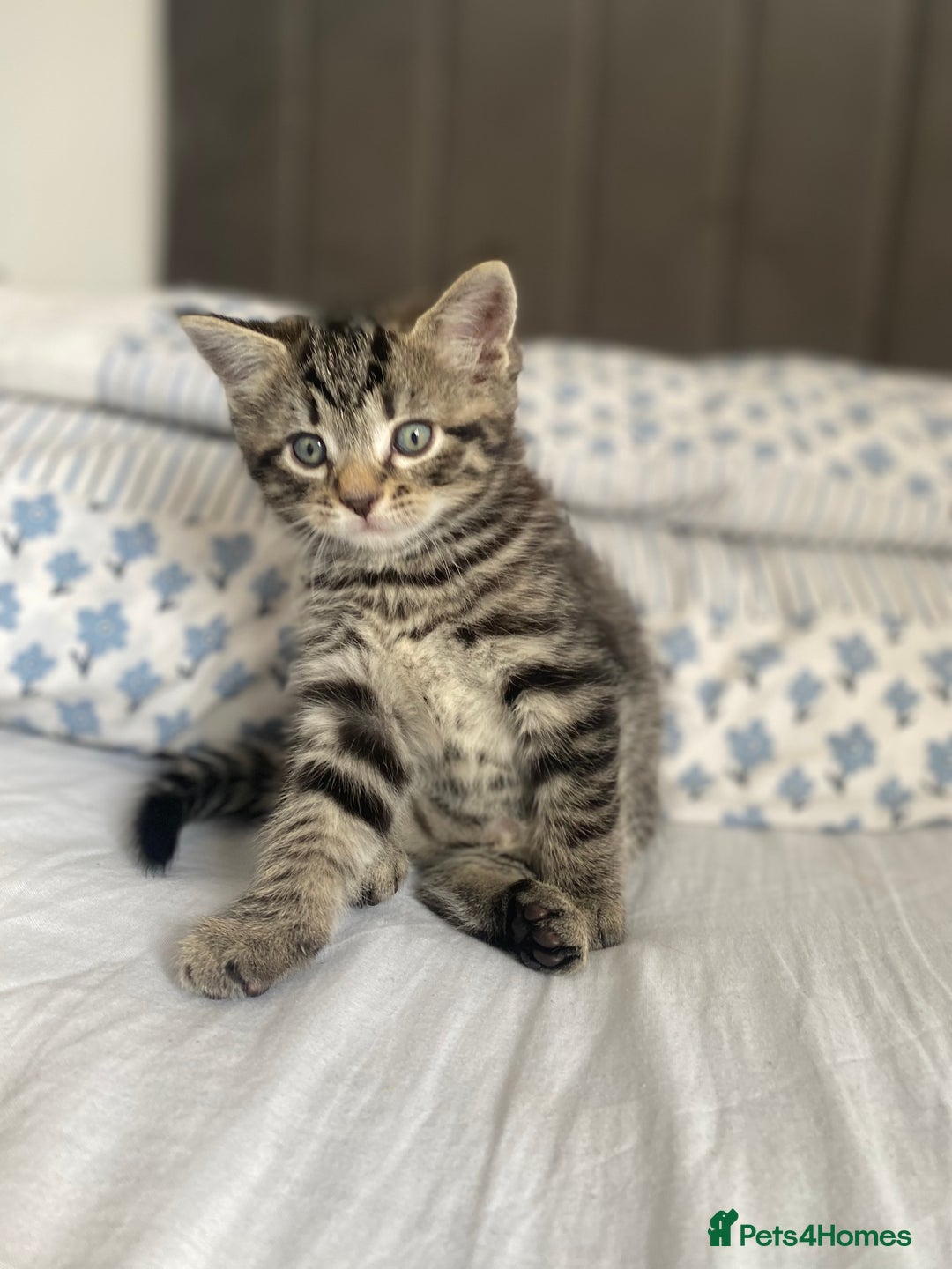 Bengal cats for sale: Bengal x Persian male kitten for sale! - Image 13