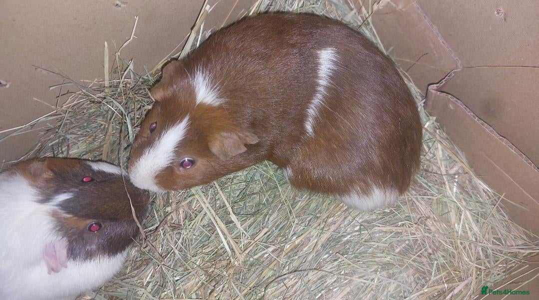 Guinea Pig rodents Bonded pair of male guineapigs READY TO COLLECT  - Advert 10