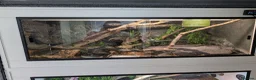 Rat Snake reptiles for sale: Russian rat snake female  in Andover - Advert 11