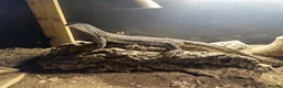 Iguana reptiles for sale: Argus monitor  - Advert 3