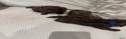 Shih Tzu dogs for sale: Chocolate imperial shih tzu in Hornchurch - Advert 5