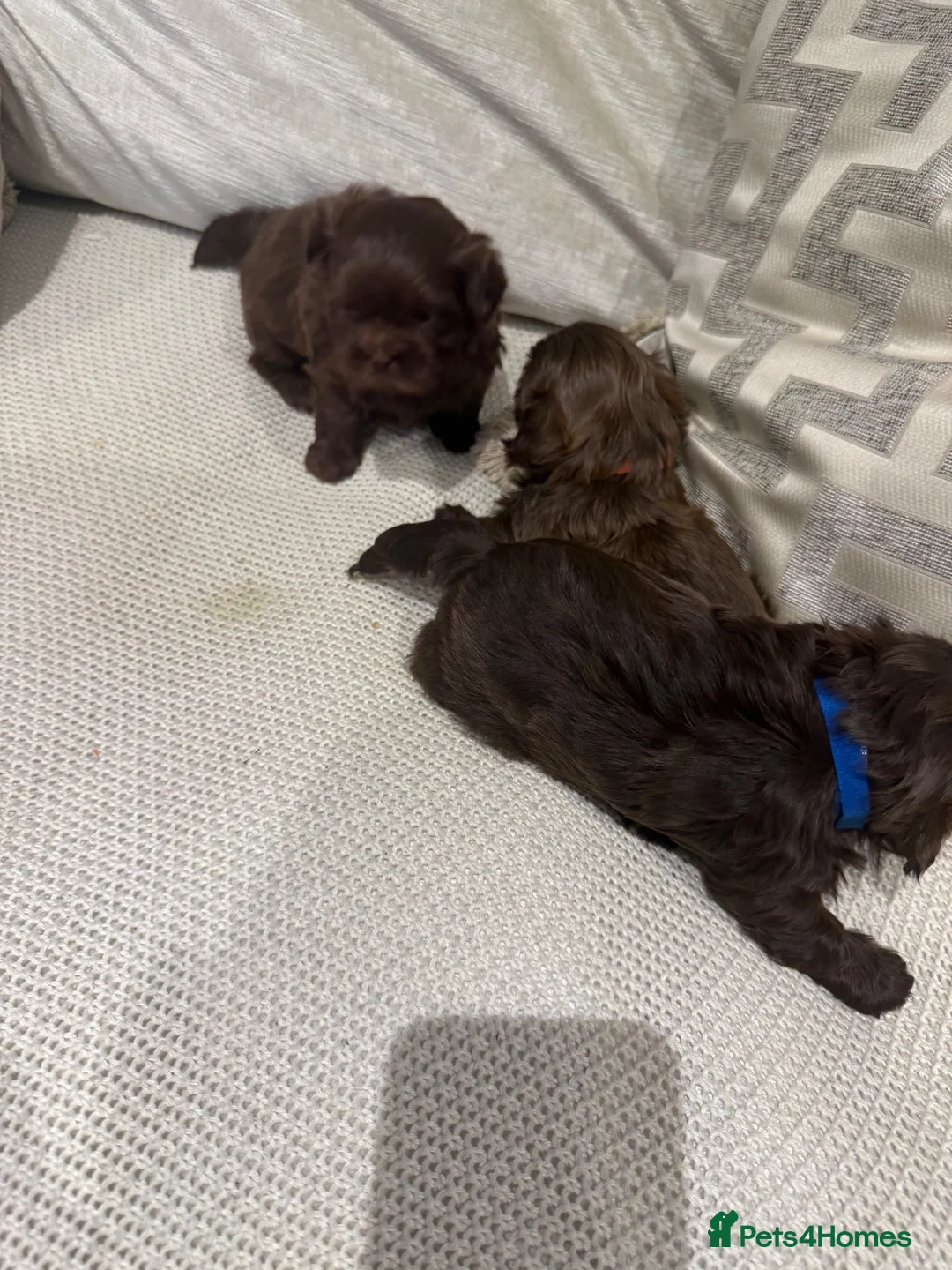 Shih Tzu dogs for sale: Chocolate imperial shih tzu in Hornchurch - Advert 5