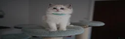 Ragdoll cats for sale: TICA registered kitten  - Advert 1