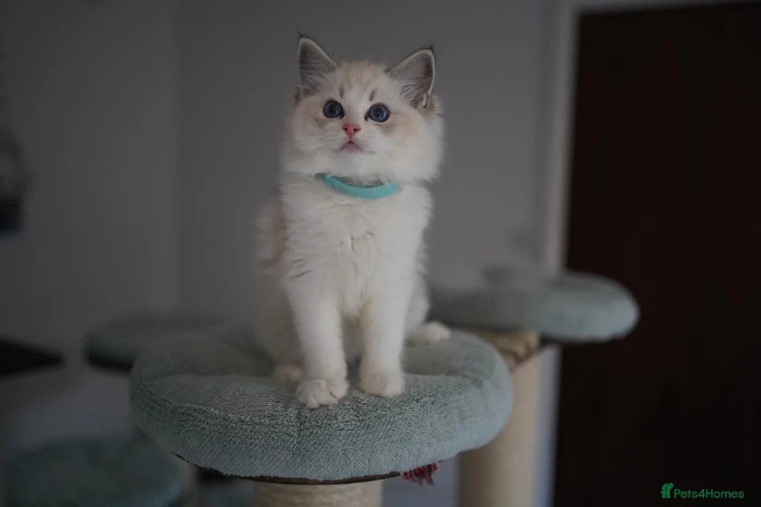 Ragdoll cats for sale: TICA registered kitten  - Advert 1