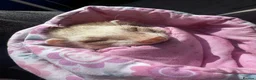 Ferret rodents for sale: Female ferret with indoor cage - Advert 4