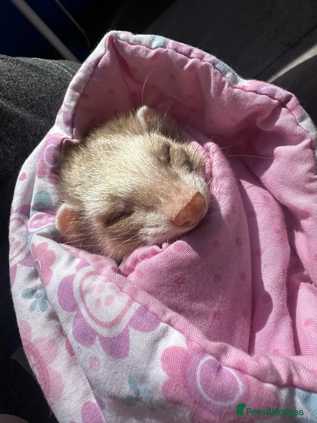 Ferret rodents for sale: Female ferret with indoor cage - Advert 4