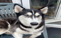 Siberian Husky dogs for sale: Beautiful Chunky Siberian Husky Puppies  - Image 14