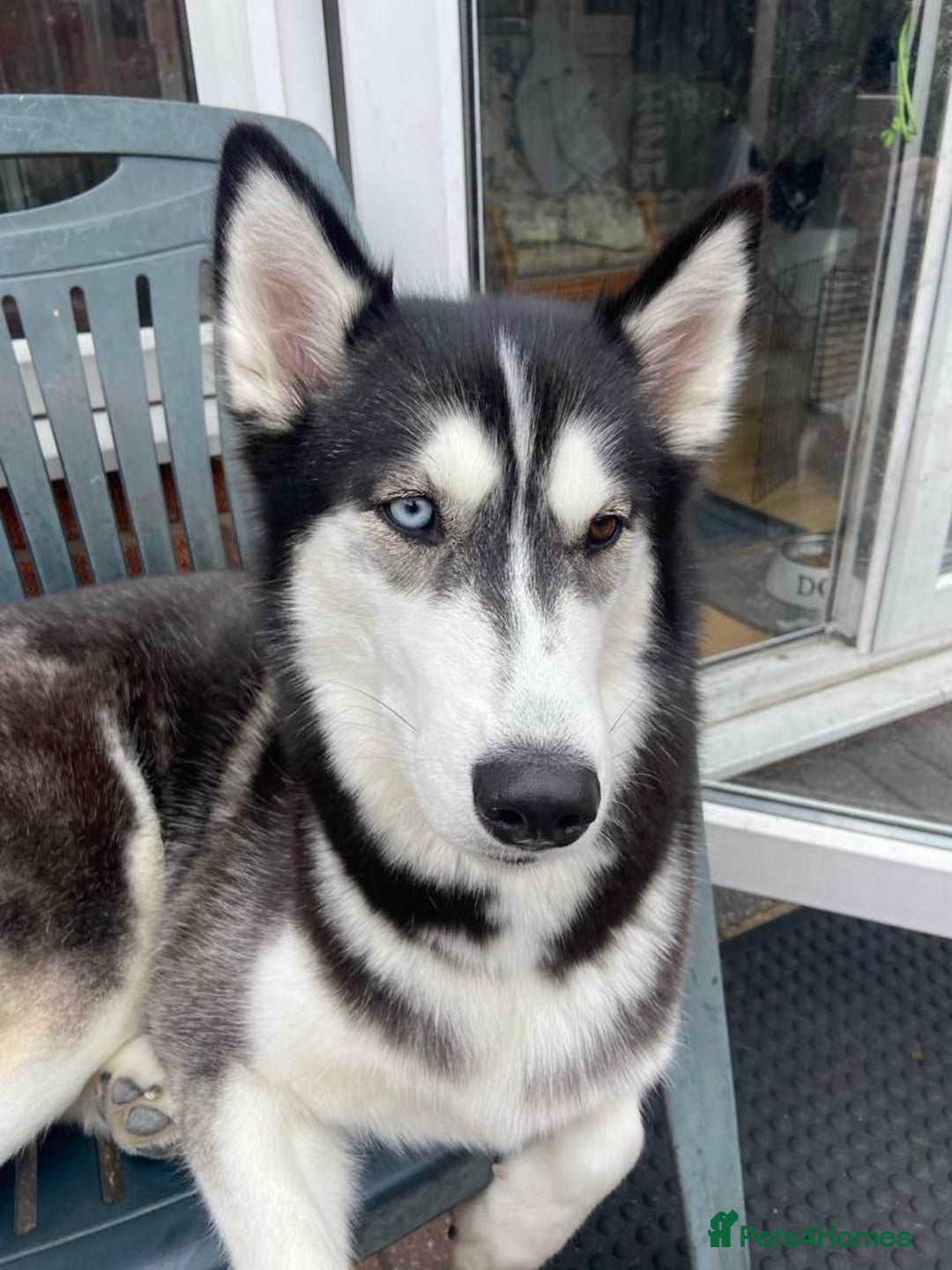 Siberian Husky dogs for sale: Beautiful Chunky Siberian Husky Puppies  - Image 14