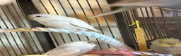 Budgerigars birds for sale: Baby Budgies’s for sale - Advert 10