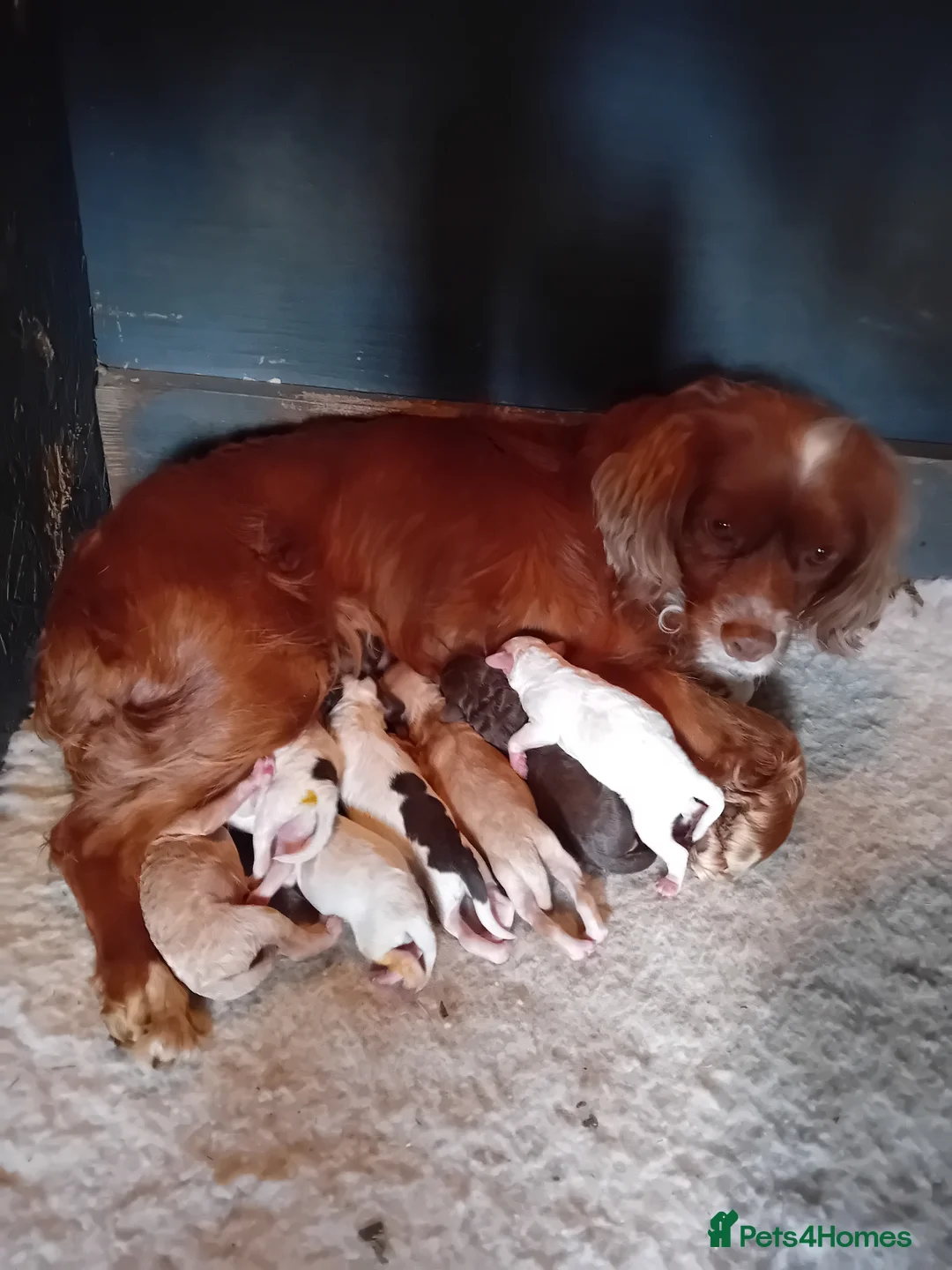 Cockapoo dogs for sale: Beautiful cockerpoos in Chichester - Advert 2