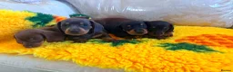 Dachshund dogs for sale: Mini dachshund puppies in Market Harborough - Advert 8