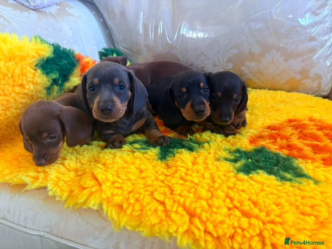 Dachshund dogs for sale: Mini dachshund puppies in Market Harborough - Advert 8