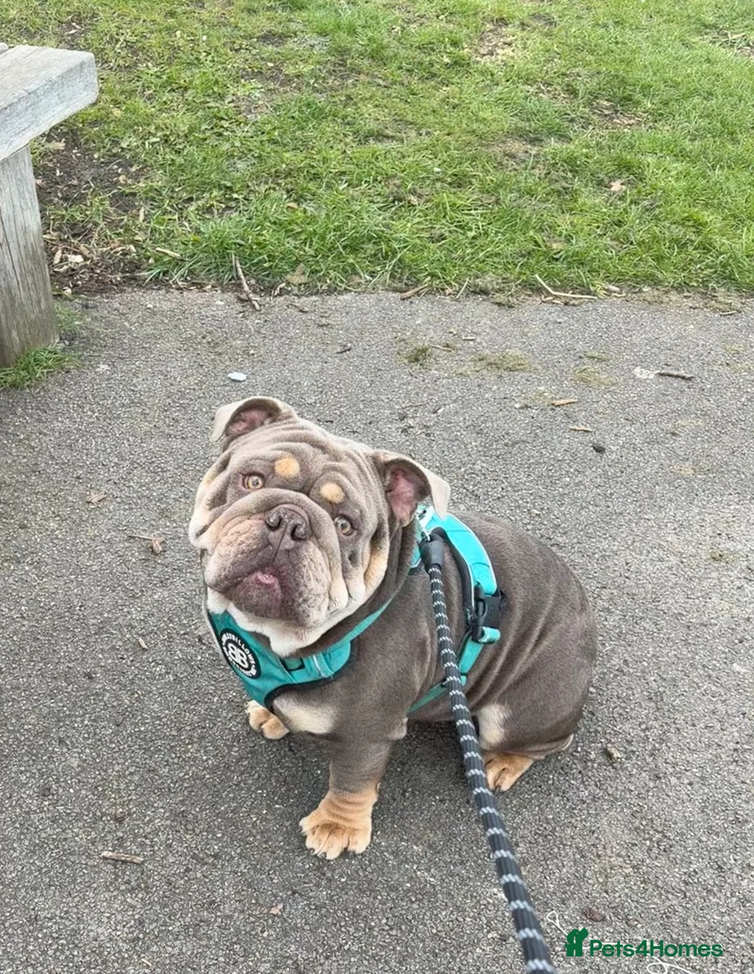 English Bulldog dogs for stud: My handsome boy Simba ready for stud. in Sunderland - Advert 2