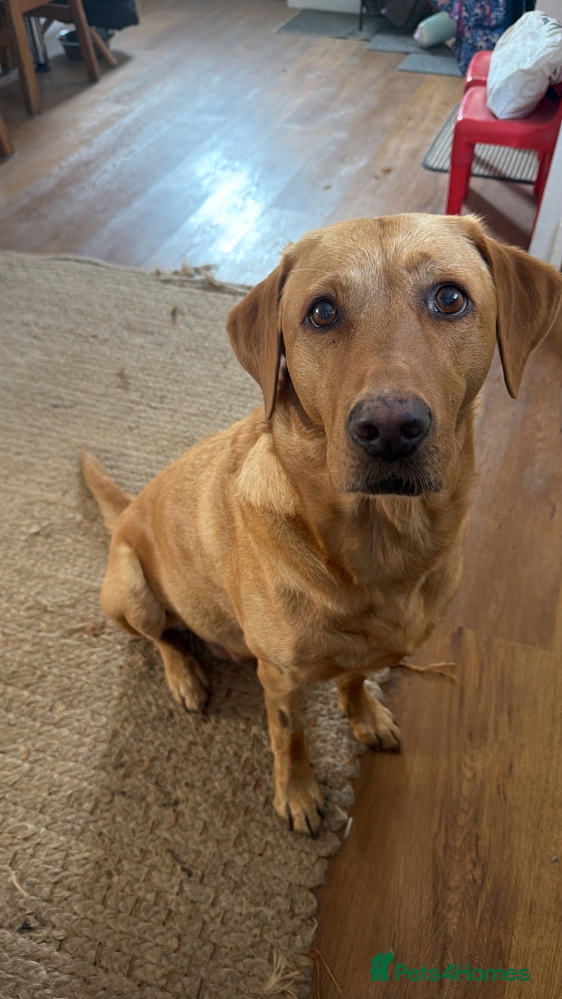 Labrador Retriever dogs Beautiful fox red BOY available  - Advert 15