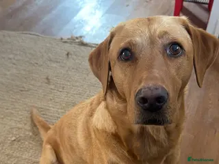 Labrador Retriever dogs Beautiful fox red BOY available - Advert 1