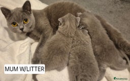 British Shorthair cats for sale: PURE BREED BRITISH SHORTHAIR KITTENS AVAILABLE 😸  - Image 1