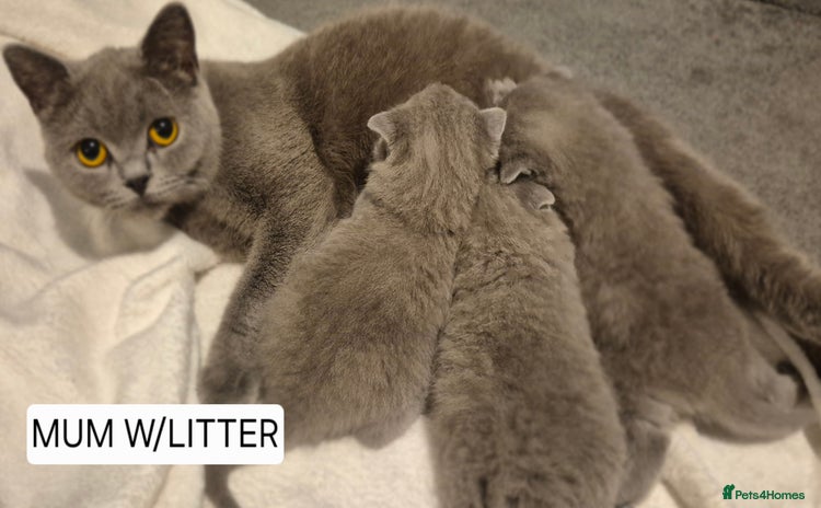 British Shorthair cats - Advert 2