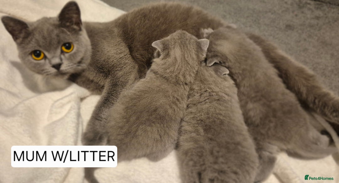 British Shorthair cats for sale: PURE BREED BRITISH SHORTHAIR KITTENS AVAILABLE 😸  - Image 1