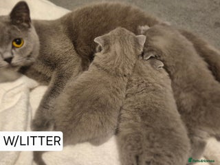 British Shorthair cats - Advert 19