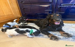 Cocker Spaniel dogs for sale: show type cocker spaniels puppies * ready now  - Image 12