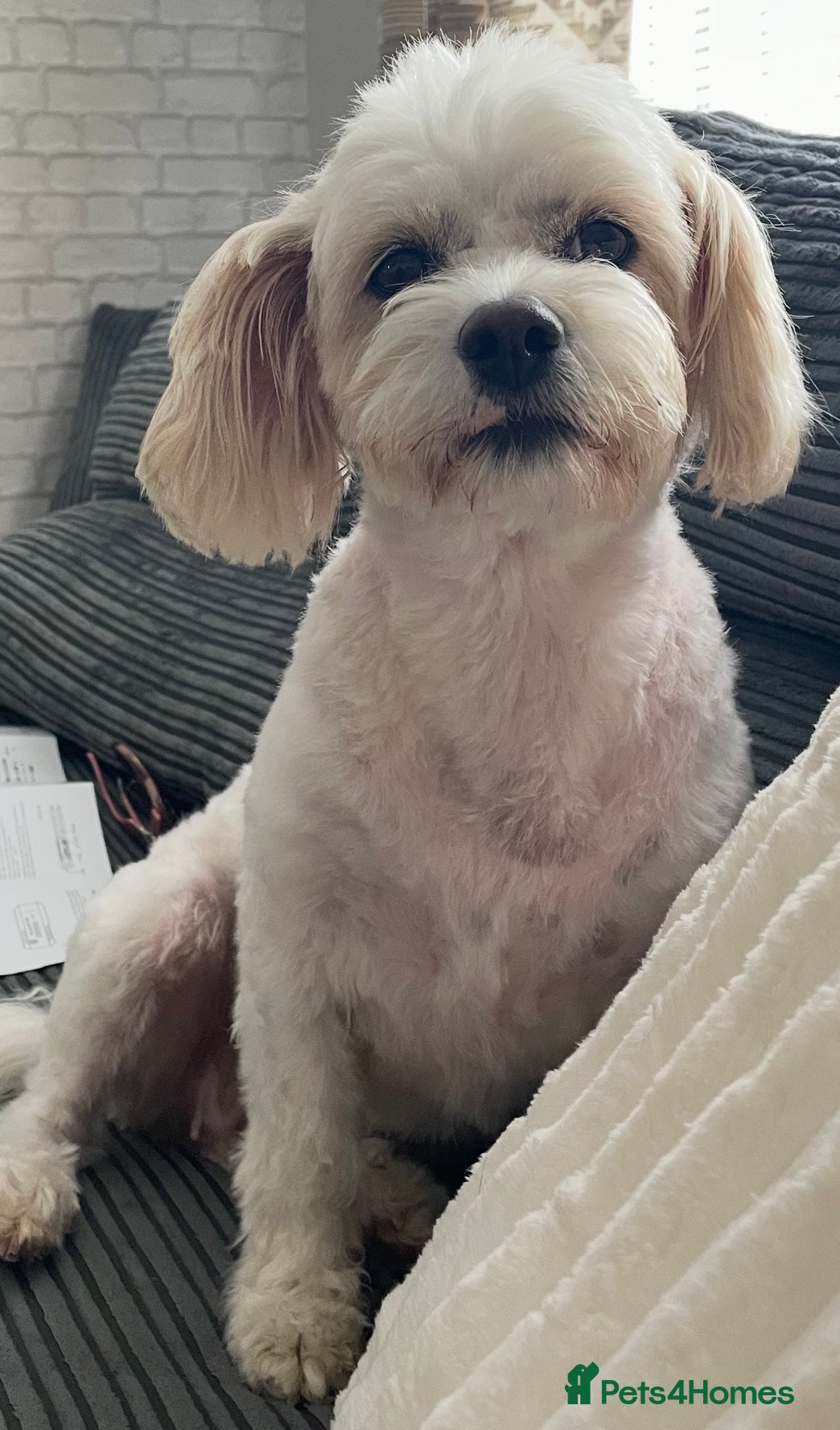 Mixed Breed dogs Cavachon x sprolli puppies - Advert 1