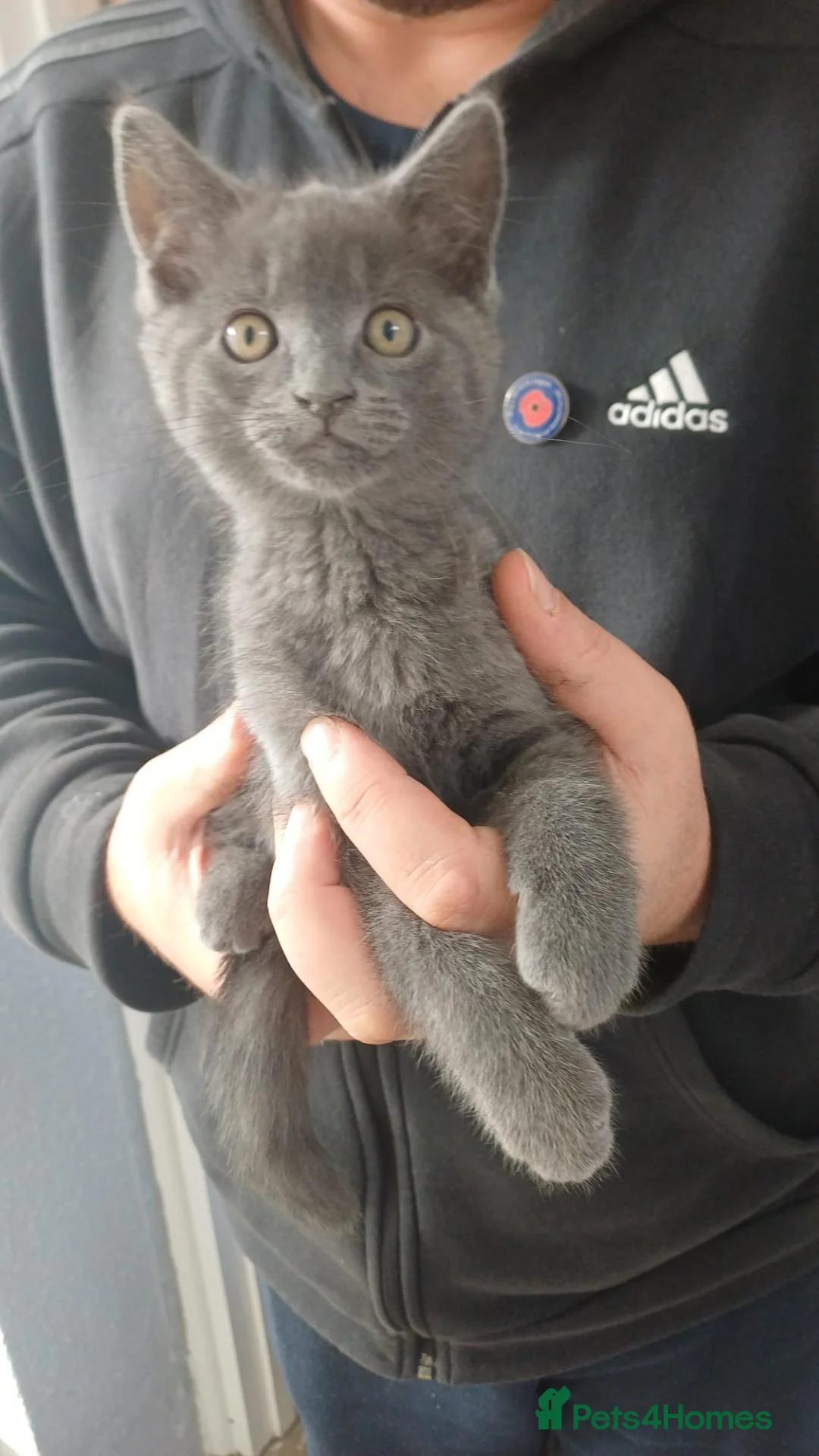 Mixed Breed cats for sale: Kittens  - Advert 8