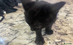 British Shorthair cats for sale: 2 Gorgous Black Kittens 1 Male 1 Female - Image 1