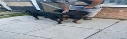 Rottweiler dogs for stud: WELL PROVEN STUD in Halifax - Advert 9