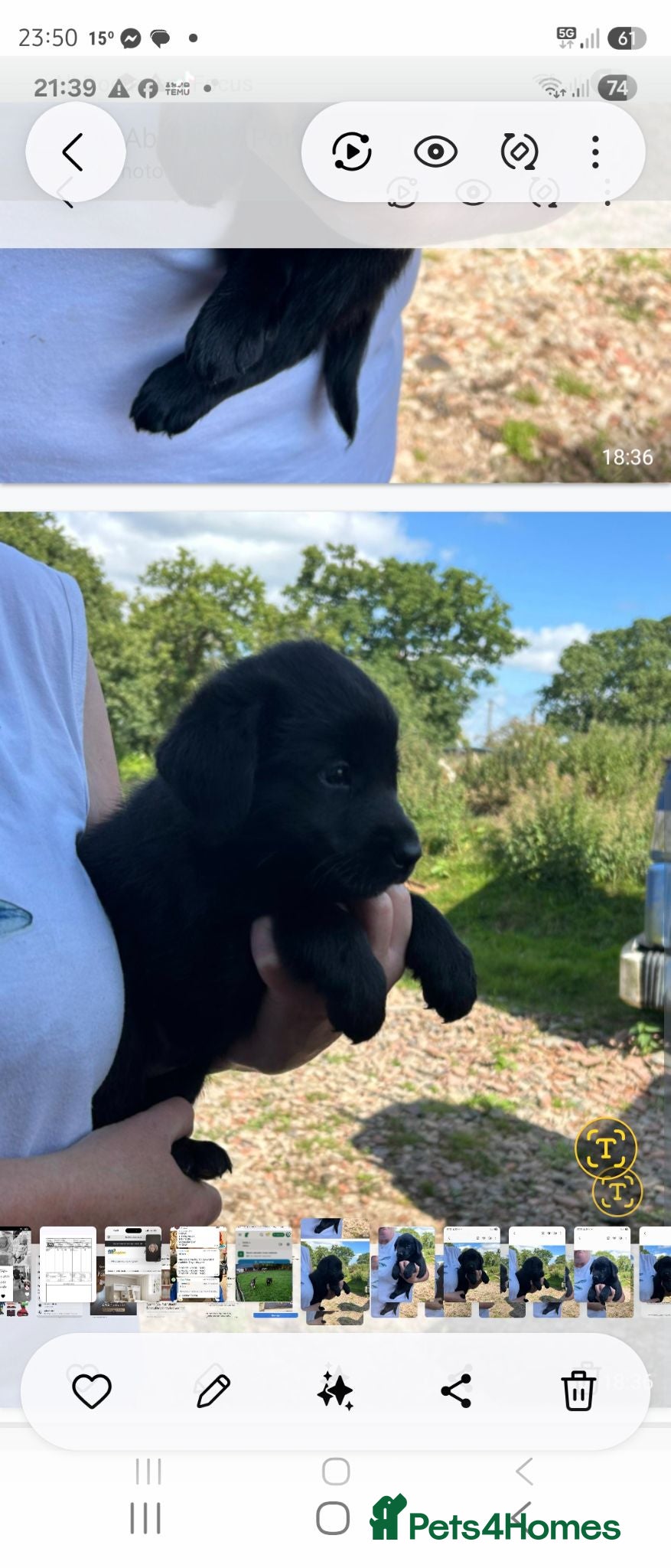 Mixed Breed dogs Malamute x black Labrador  - Advert 1