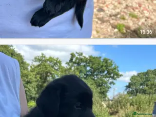 Mixed Breed dogs Malamute x black Labrador - Advert 12