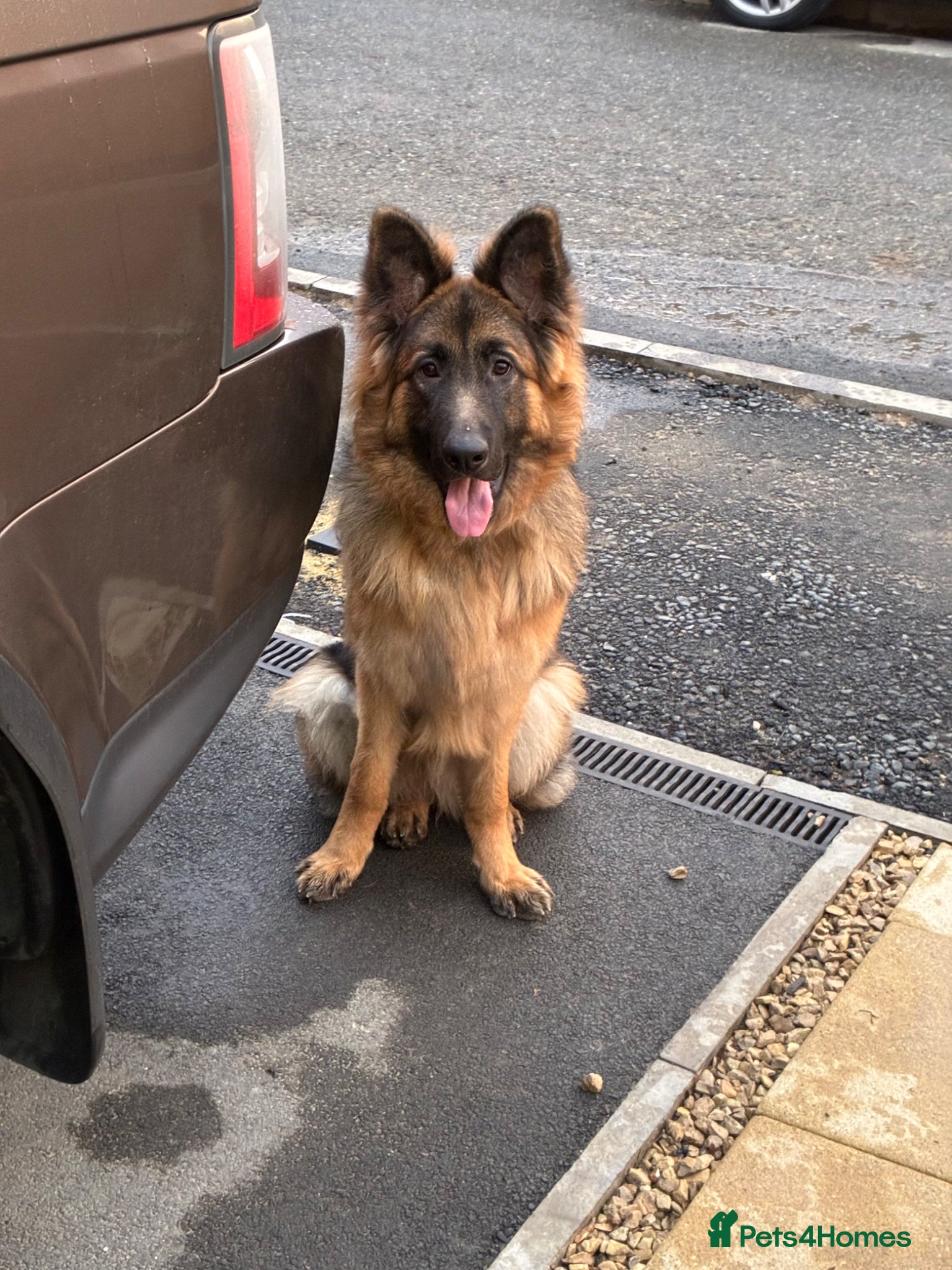 German Shepherd dogs Family Reared 7mo German Shepherd Puppy - Advert 2