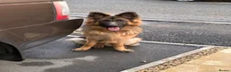 German Shepherd dogs for sale: Family Reared 7mo German Shepherd Puppy - Advert 1