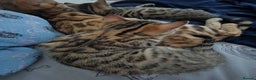 Bengal cats for sale: Beautiful bengal cross kittens - Advert 3